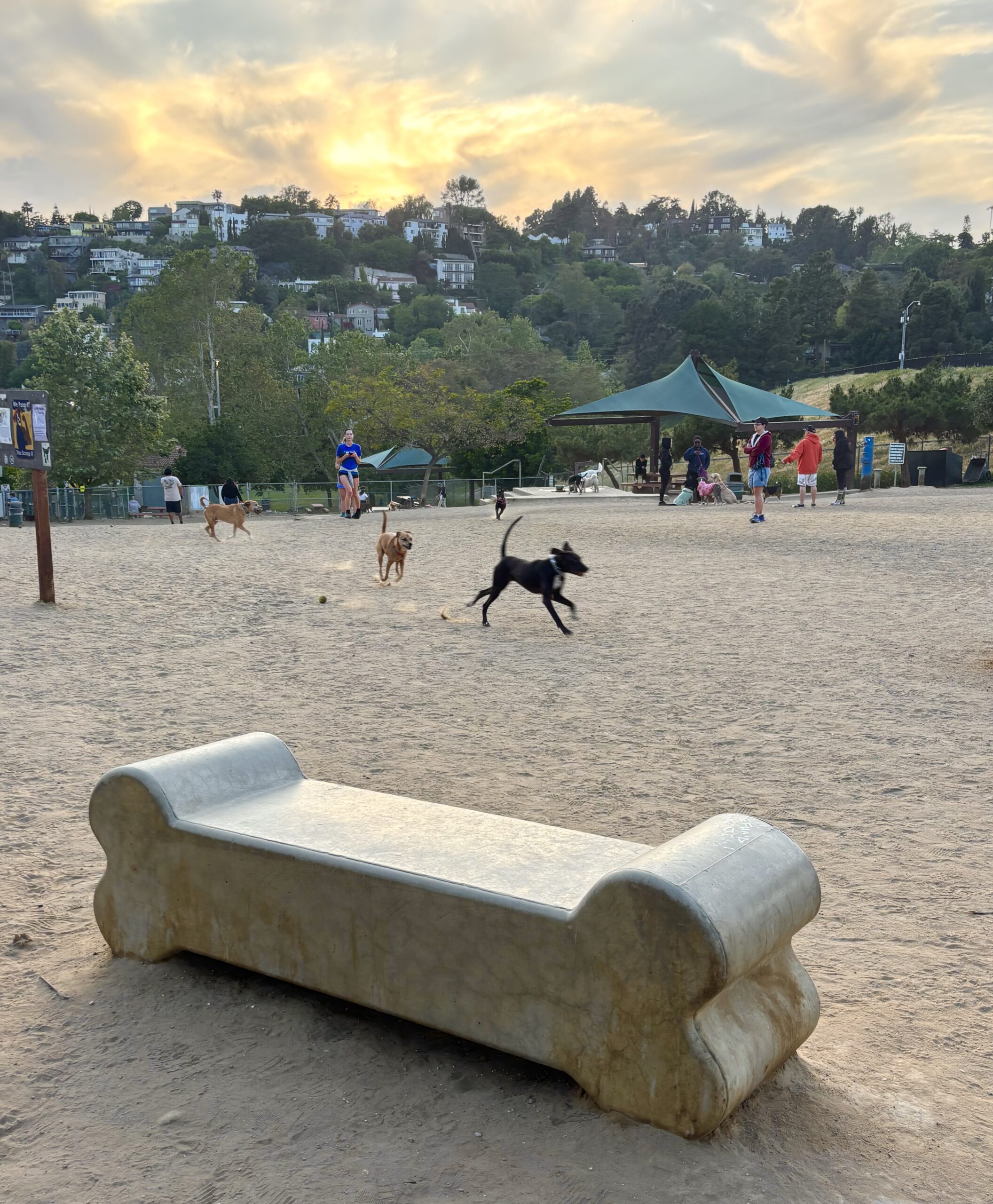 Dogs running in the Silver Lake Dog Park at sunset