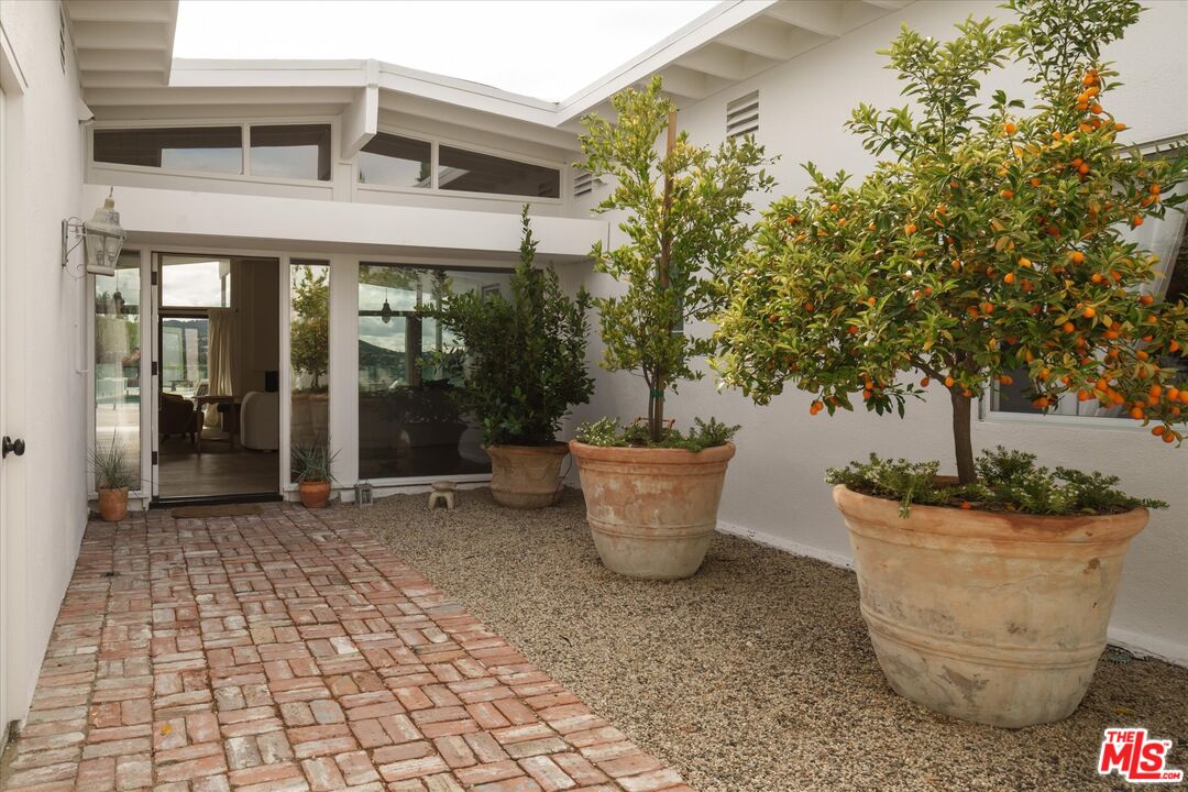 Fruit-laden citrus tree in a terracotta pot at the entry to 3627 Cody Road